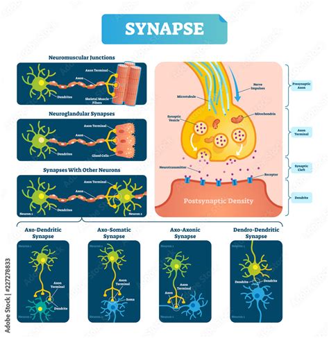 The Synapse Labeled 的图像结果