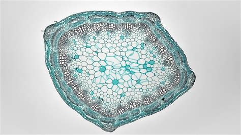 Herbaceous Dicot Stem: Younger Trifolium photo – Free Texture Image on ...