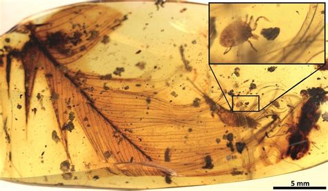 9900万年前的琥珀中发现吸恐龙血的蜱虫 - 每日环球展览 - iMuseum