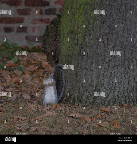 squirrel in park Stock Photo - Alamy