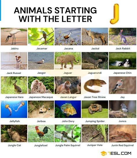 129 animals that start with j – Artofit