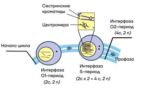 Мейоз - Умскул Учебник