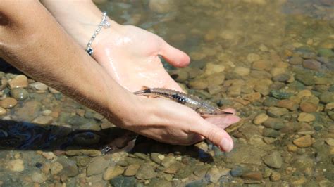 Gun Lake Tribe releases sturgeon into the Kalamazoo River | wzzm13.com