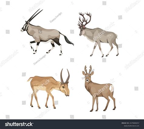 Species Of Deer