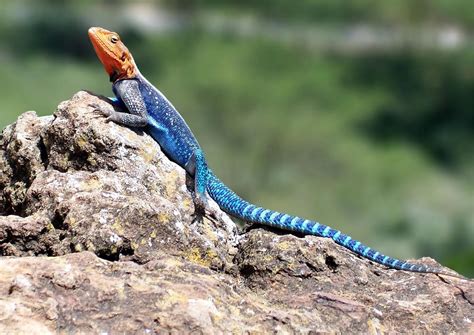 15 Interesting Facts About Veterinarians - Facts.net