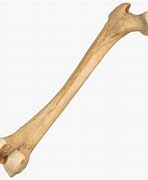 Image result for bone