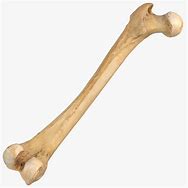 bone 的图像结果