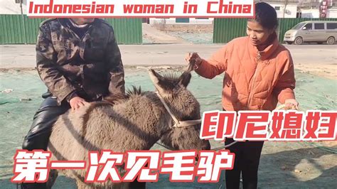 驴肉火烧竟变马肉猪肉！真假驴肉如何分辨？|驴肉|河间|黑作坊_新浪新闻