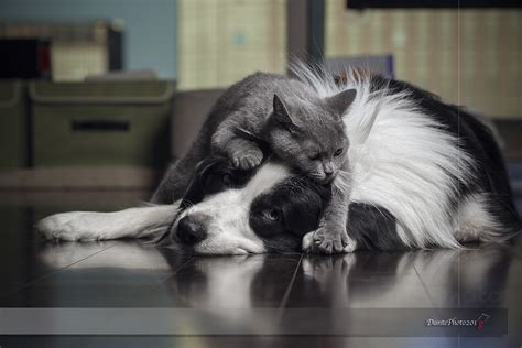猫狗同撸|摄影|动物|dantephoto - 原创作品 - 站酷 (ZCOOL)