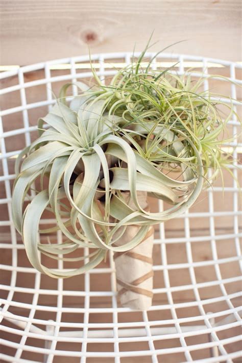 Air Plants Arrangements 的图像结果