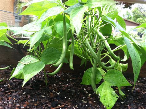 √ French Beans Plant - Amanda Herrera