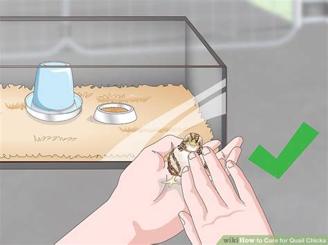 Image result for How to Brooder Quail Chicks