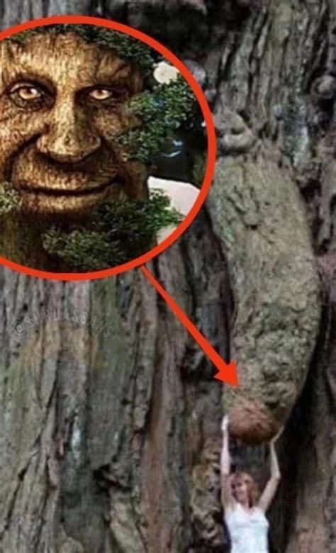 Image result for Tree Sentinel Meme