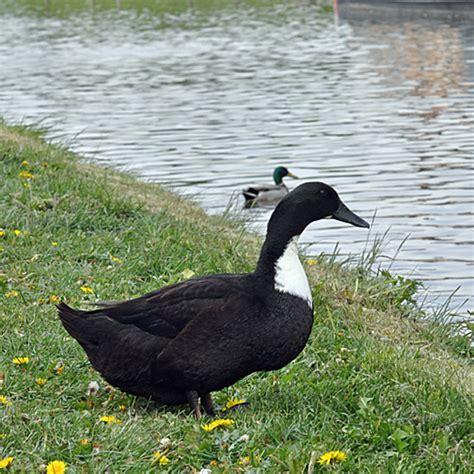 Duck pictures: Information and Photos of Blue Swedish Ducks | hubpages