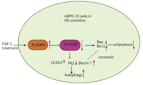 Beneficial Effects of Fibroblast Growth Factor-1 on Retinal Pigment ...