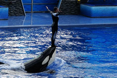 File:Seaworld-Orlando-Shamu-1516.jpg