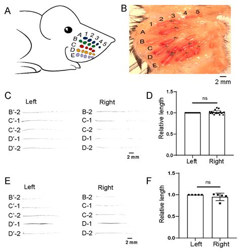 Sensitive Quantitative In Vivo Assay for Evaluating the Effects of ...