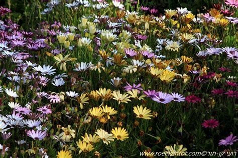 Osteospermum fruticosum - Trailing African Daisy, Freeway Daisy, גרמית ...