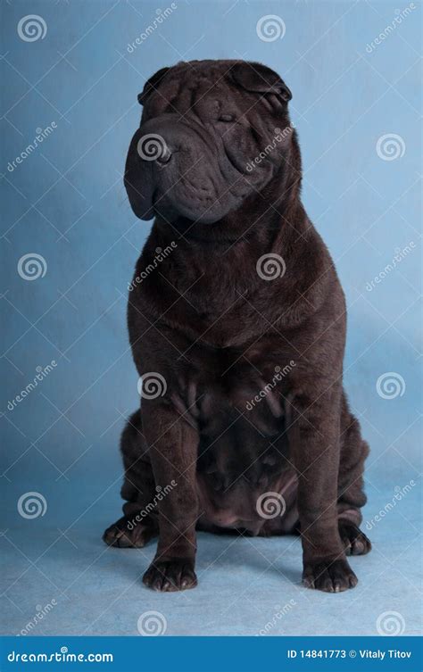 Black Shar-Pei stock image. Image of award, friend, duty - 14841773