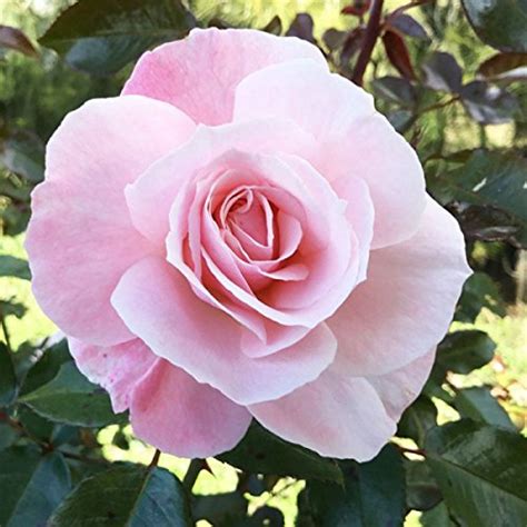 M-Tech Gardens Rare Rose Live Plant Rose Bush - Shangri-La (1 Healthy ...