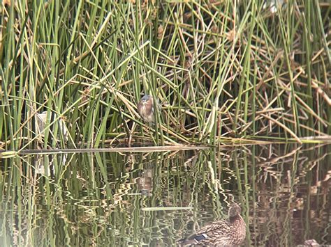 Green heron? Ken Malloy Park, Los Angeles : whatsthisbird