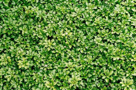 25 Evergreen Ground Covers That Add Year-Round Color - Garden Betty