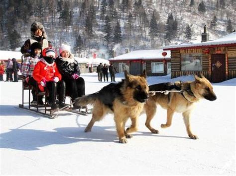 中国唯一出名的雪乡，狗拉爬犁一次挣游客100元，两只狗拉四百斤|游客|雪乡|爬犁_新浪新闻