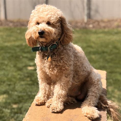 Image result for Mini Goldendoodle Cockapoo