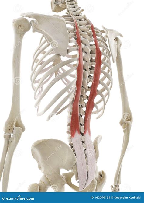 Longissimus thoracis stock illustration. Illustration of back - 162290134