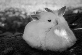 Image result for Holland Lop Full-Grown