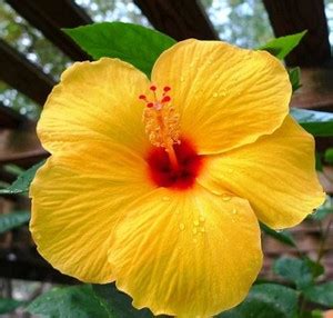 PLaNeTree Hibiscus Plant Price in India - Buy PLaNeTree Hibiscus Plant ...