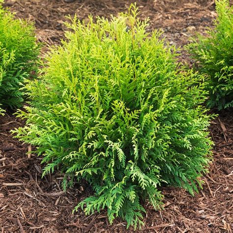 Spring Hill Nurseries Tom Thumb Globe Arborvitae Evergreen Foundation ...