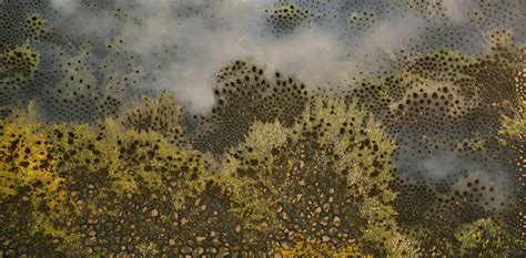 the birds - STIRworld