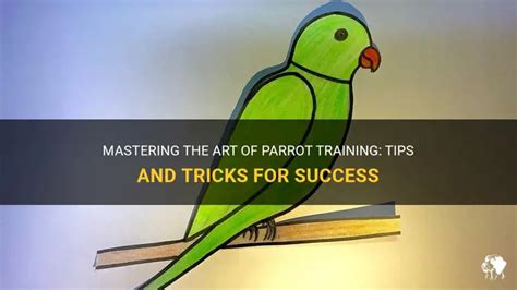 Image result for Parrot Picture Simple Tips