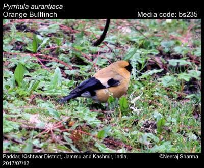 Pyrrhula aurantiaca Gould, 1858 - Orange Bullfinch | Birds