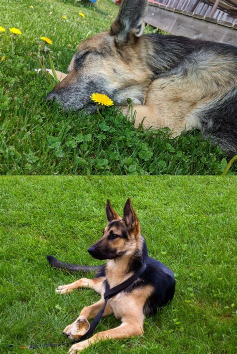 Perfect day for a nap in the grass... Now vs 14 YEARS ago!! ...just a ...