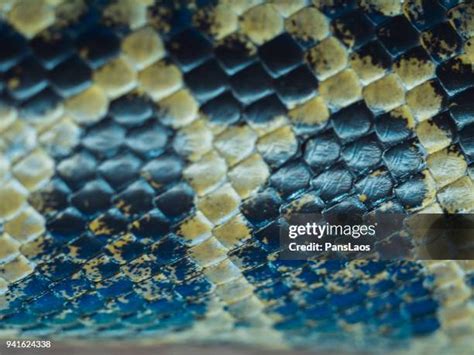 Image result for Python Scale Pattern Drawing