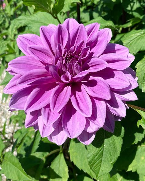 Dahlia 'Blue Boy' tubers — Buy online at Farmer Gracy UK