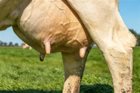 Mastitis in Cow - Symptoms, Causes and Treatment,