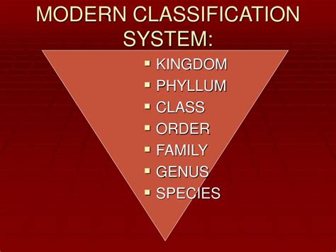 Image result for Classification System Latin