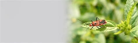Master of science in entomology