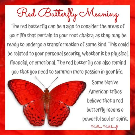 White butterfly meaning – Artofit