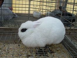 Image result for Ugliest Rabbit
