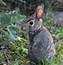 Image result for Baby Cottontail Rabbit White