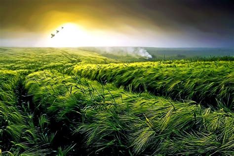 Lush Green Landscape: Enriching Your Environment with Nature's ...