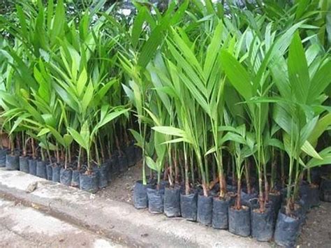 Platone Betel Nut/Supari Plant Price in India - Buy Platone Betel Nut ...