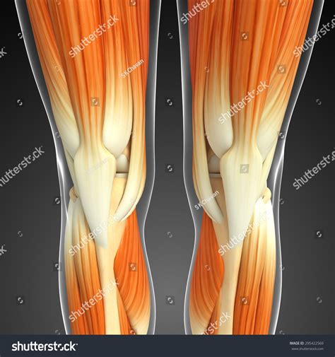 3d Rendered Illustration Knee Muscles Anatomy Stock Illustration 295422569 | Shutterstock