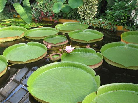 The Bottom Of A Giant Water Lily