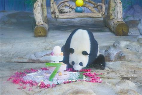大熊猫“岛民”生活两年了_新浪新闻