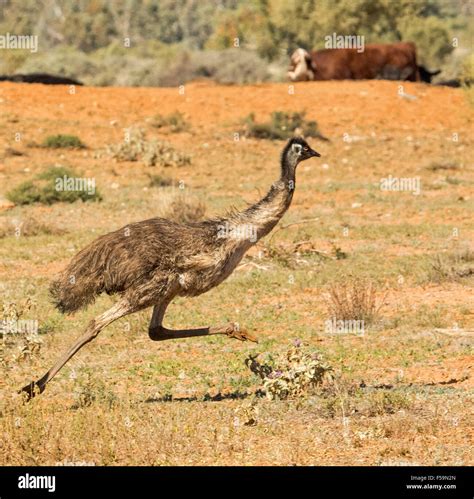 How Fast Can Emus Run